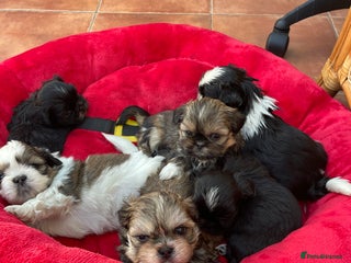 Mixed Breed dogs Lhasa apso cross shihtzu puppies. - Advert 4