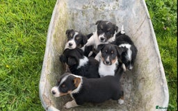 Mixed Breed dogs for sale: Border Jack Puppies (Border Collie X Jack Russel) - Image 2