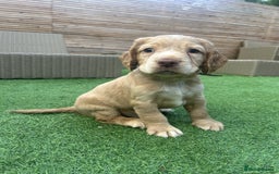Cocker Spaniel dogs for sale: Beautiful Family-Raised Cockers – Aug 11 Ready - Image 13