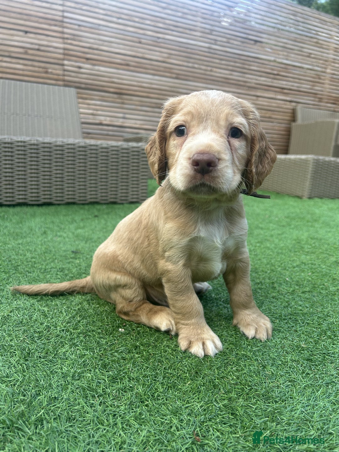 Cocker Spaniel dogs for sale: Beautiful Family-Raised Cockers – Aug 11 Ready - Image 13