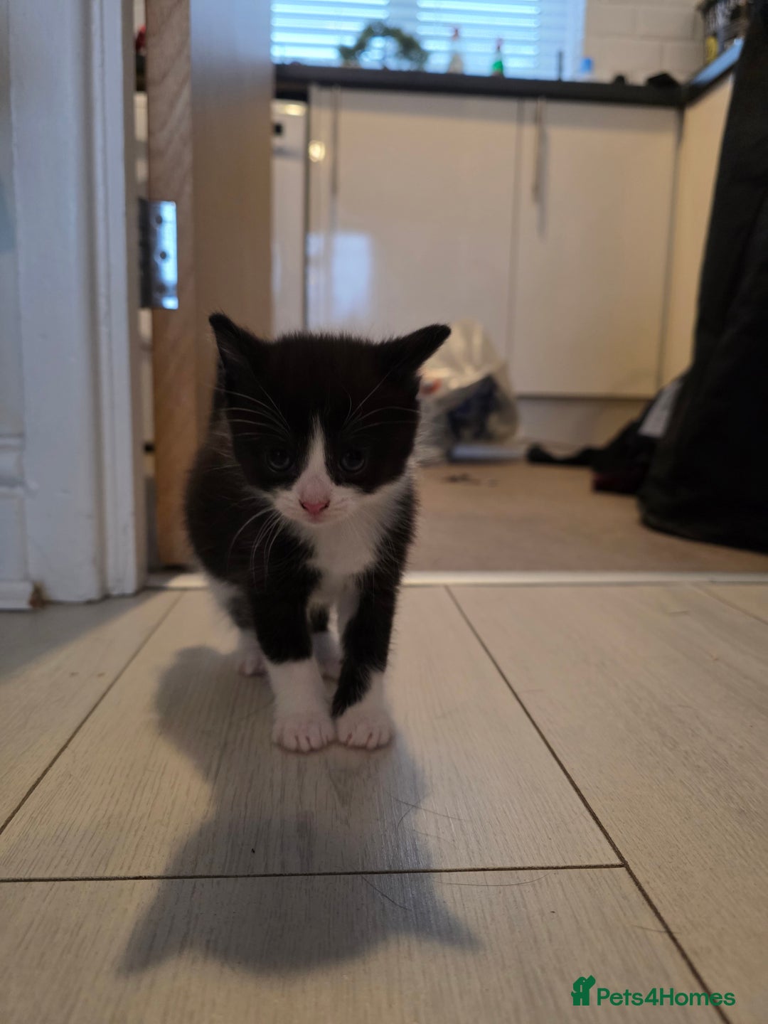 Mixed Breed cats for sale: Kittens for sale - Advert 5