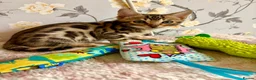 Bengal cats for sale: *READY NOW* Bengal Kittens - Advert 6