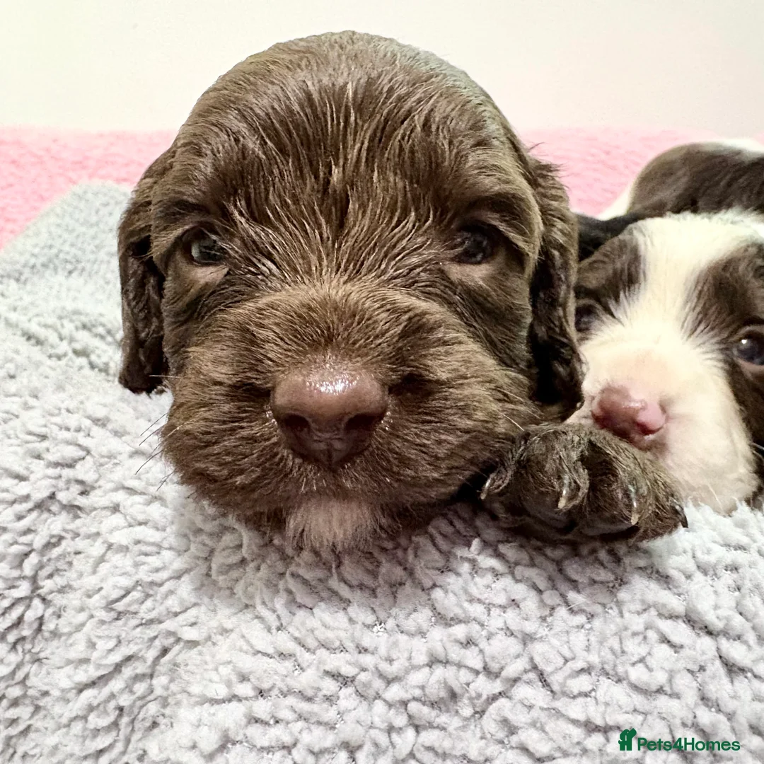 Springador dogs for sale: Beautiful Springador Puppies – 4 Weeks Old  - Advert 2