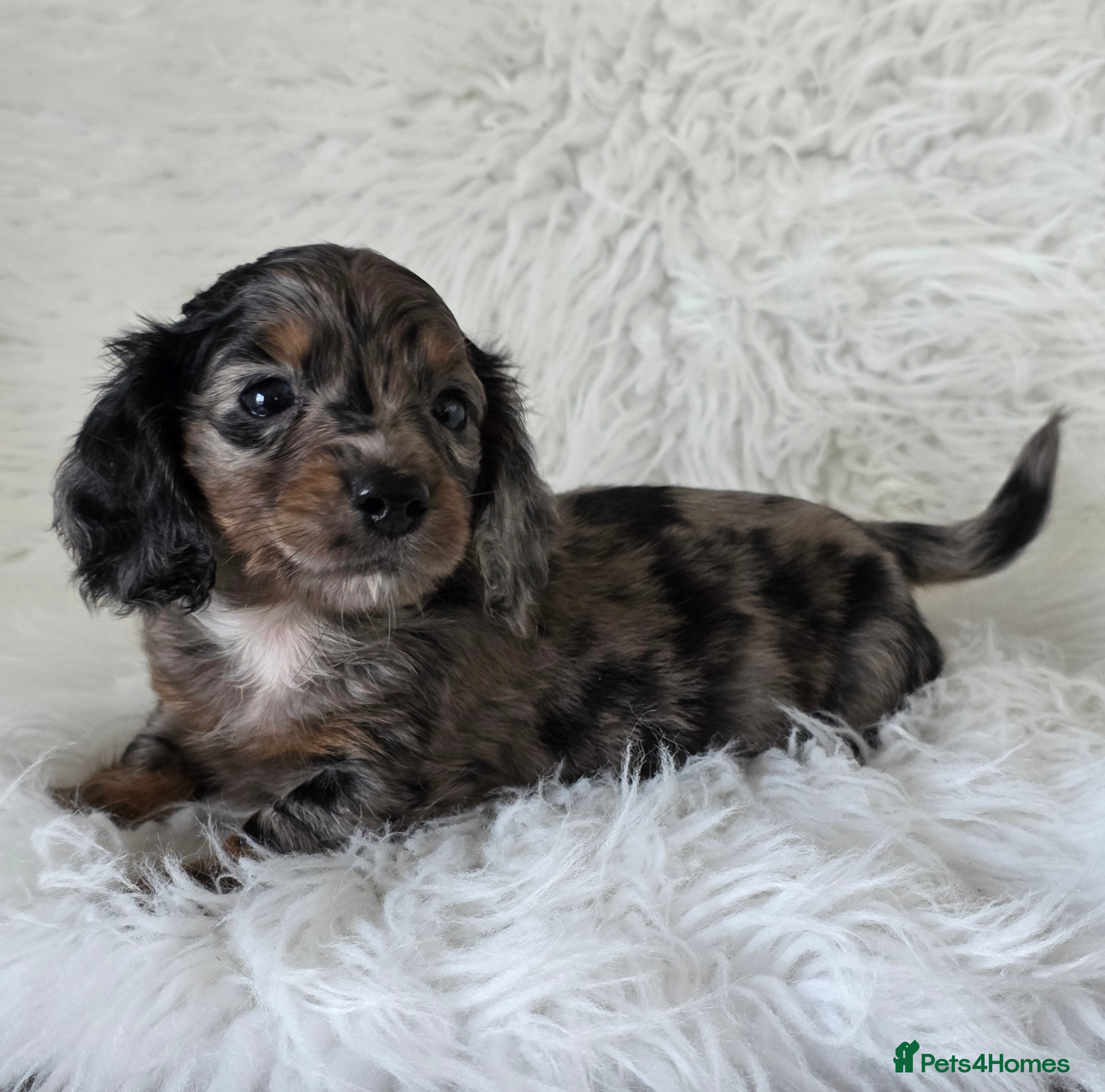 Miniature Dachshund dogs KC reg, gorgeous litter.5* Licensed. READY NOW  - Advert 2
