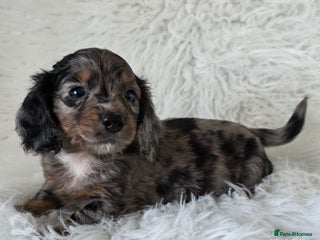 Miniature Dachshund dogs KC reg, gorgeous litter.5* Licensed. READY NOW - Advert 18