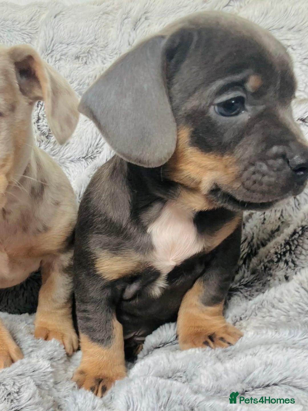 Mixed Breed dogs for sale: Bulldog x Mini Dachshund Puppies - Advert 20