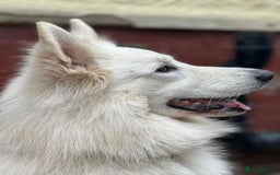 Lurcher dogs for stud: Shepherd Dog Male Available for Lurcher / Longdog  - Image 1
