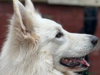 Lurcher dogs - Advert 2