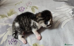 Domestic Shorthair cats for sale: Beautiful kittens ready 11th Sept - Image 18