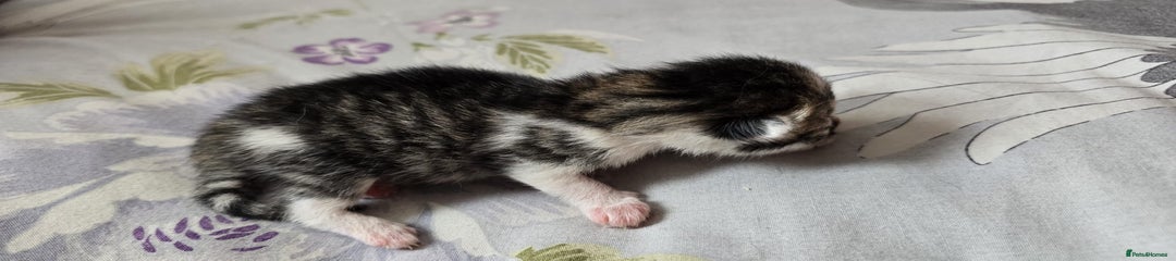 Tabby Kitten 4 (Litter 2)