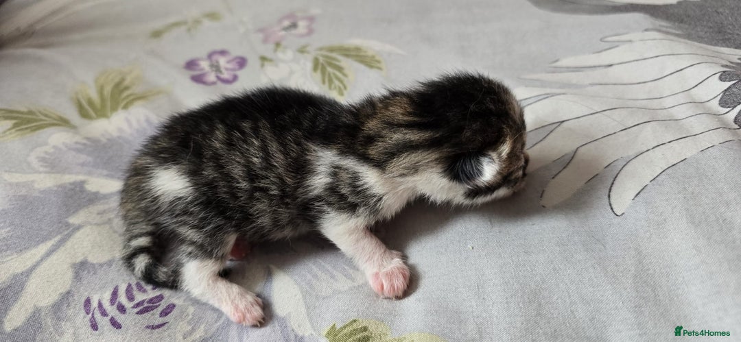 Domestic Shorthair cats for sale: Beautiful kittens ready 11th Sept - Image 18