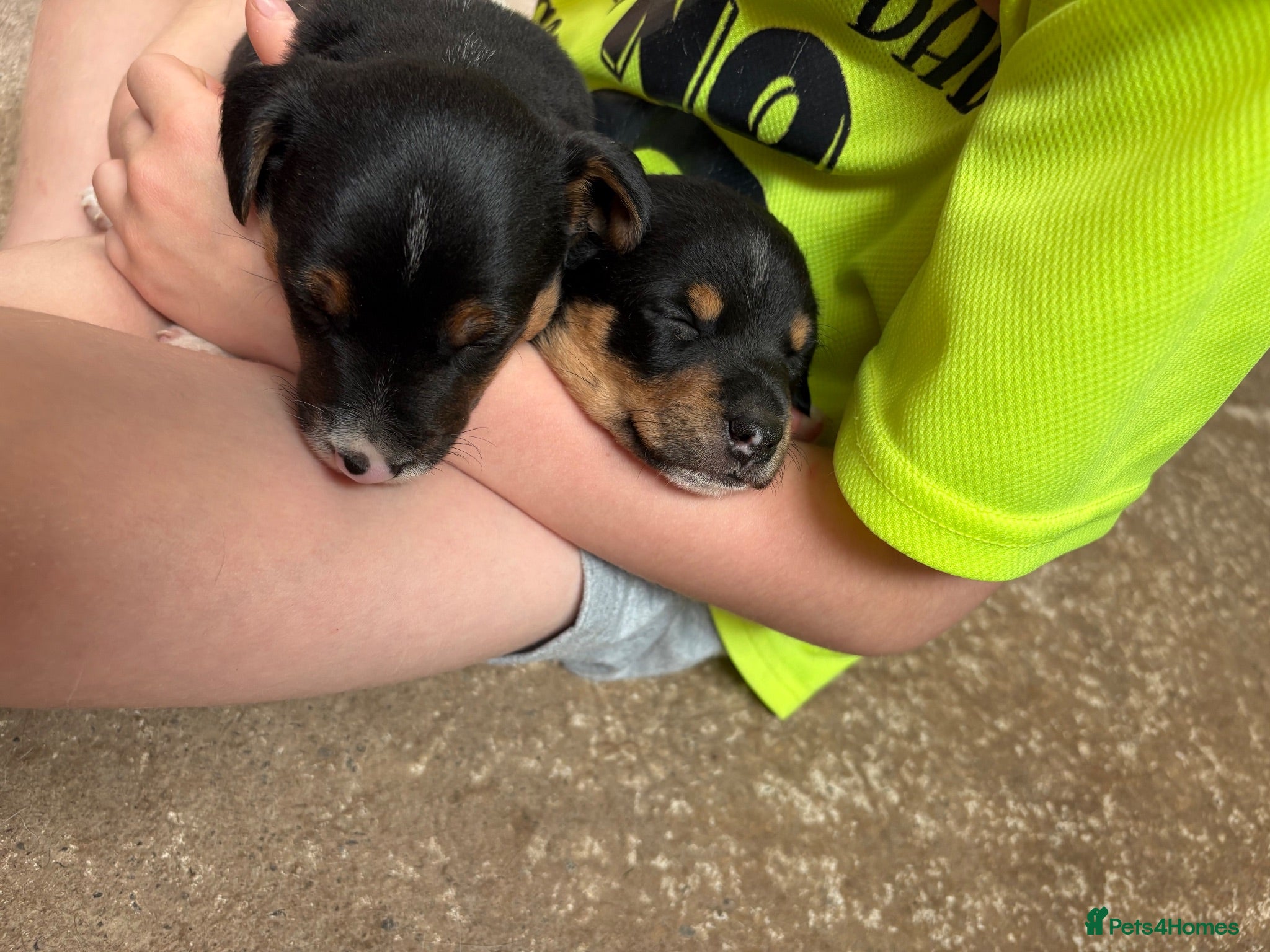 Jack Russell dogs 2 Gorgeous male Jackrussel  puppies for sale  - Advert 2