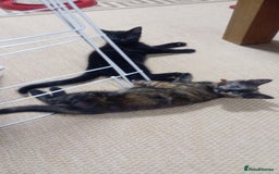 British Shorthair cats for sale: Cute kittens are ready. - Image 2