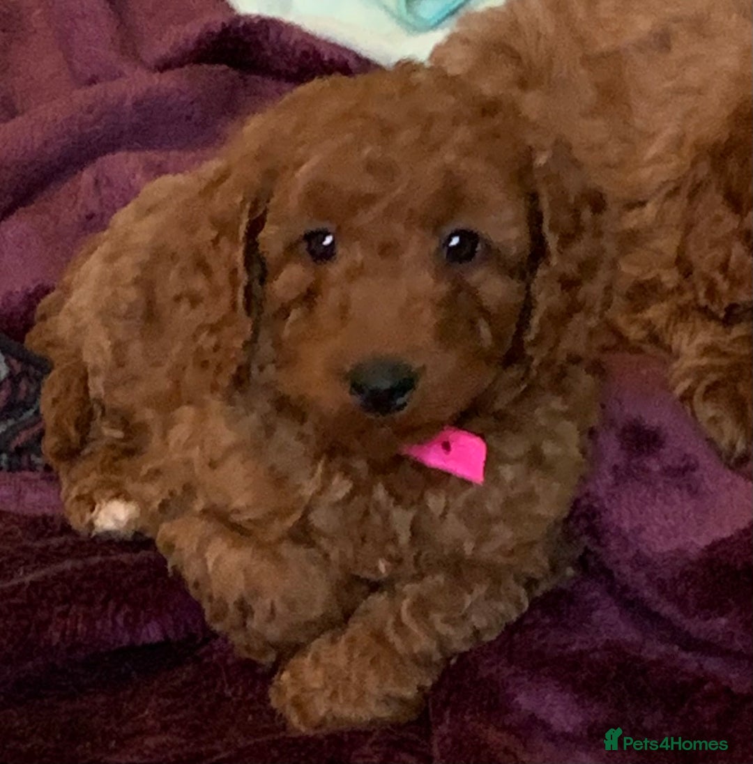 Cockapoo dogs for sale: F1b Fox Red Girl Cockapoo Available Ready To Leave - Advert 2