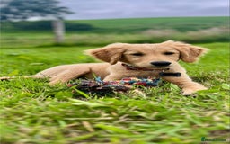 Golden Retriever dogs for sale: Beautiful KC Reg Golden Retriever Boy - Image 1