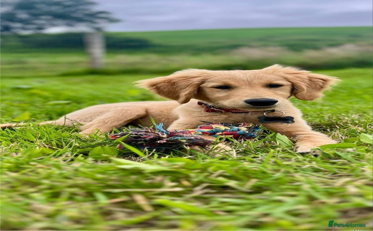 Golden Retriever dogs - Advert 1