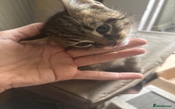 Mixed Breed cats for sale: Mixed breed 1 tabby 2 black white  - Image 5