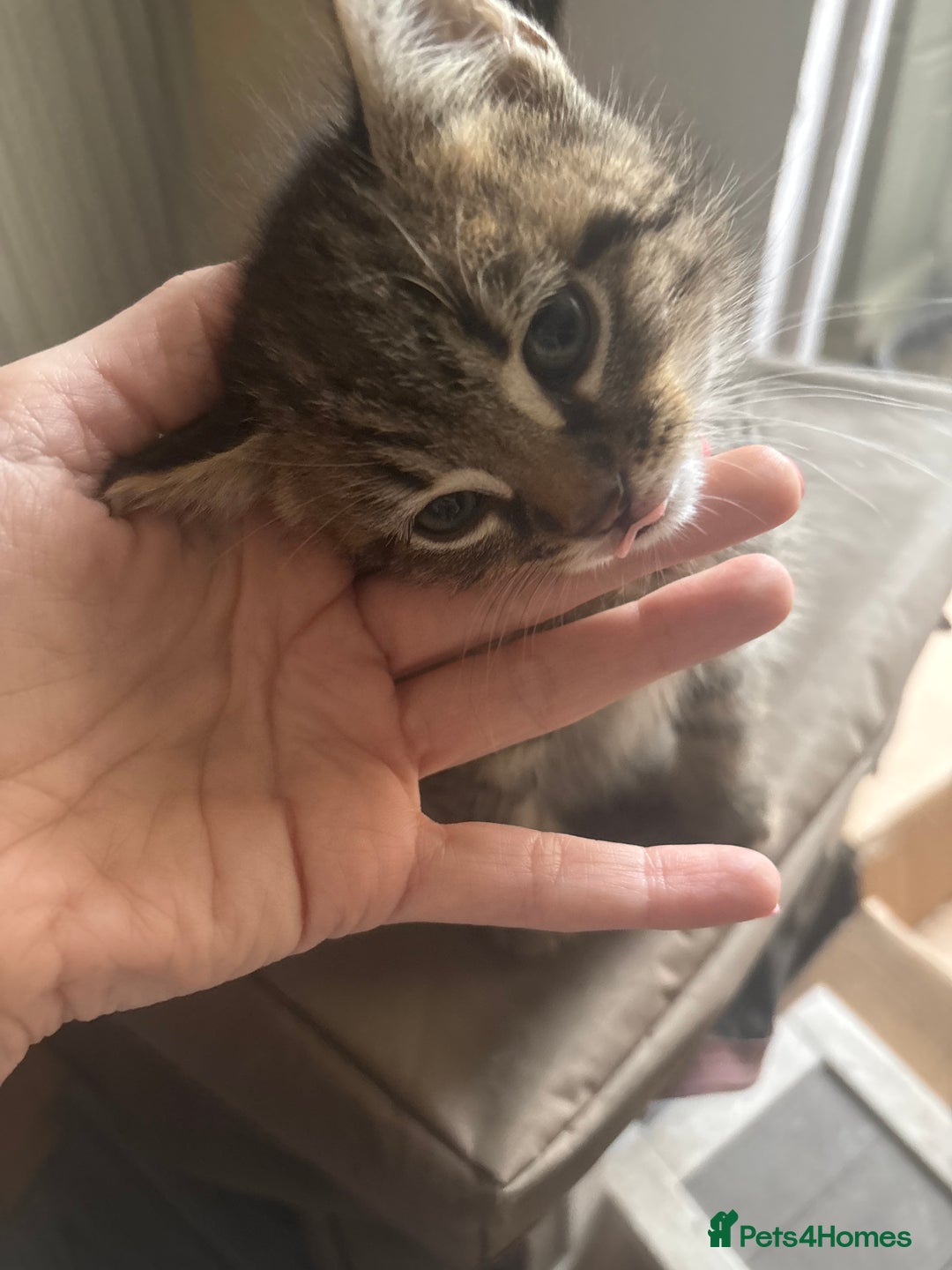 Mixed Breed cats for sale: Mixed breed 1 tabby 2 black white  - Image 5