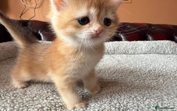 British Shorthair cats for sale: Ready 2 lovely girls AY12 and NY12 / Corin - Image 17