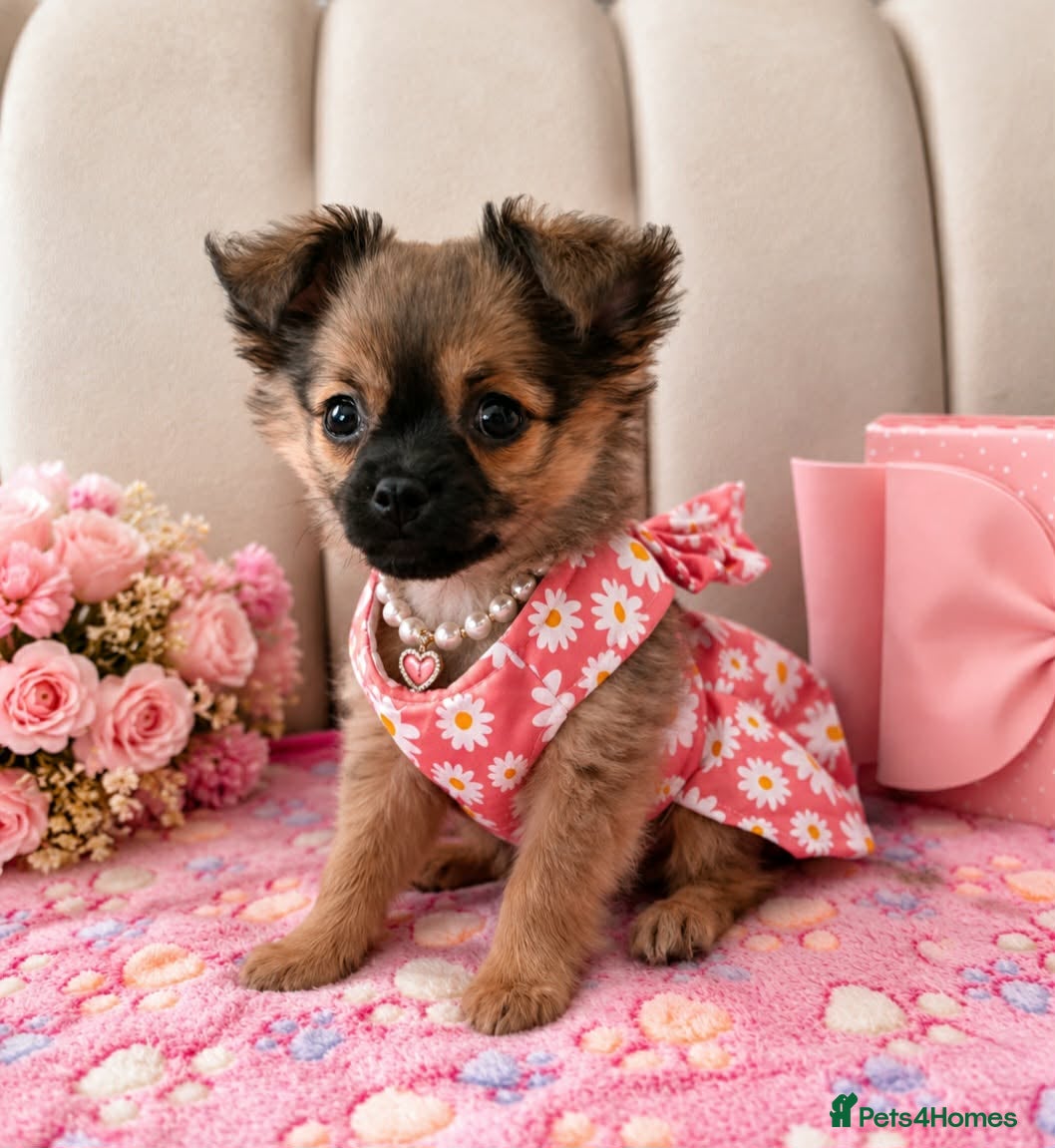 Pomchi dogs Pomchi puppy 10 weeks old girl  - Advert 6