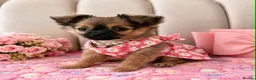 Pomchi dogs for sale: Pomchi puppy 10 weeks old girl  - Advert 1