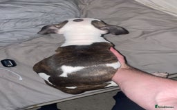 American Bulldog dogs for sale: 2 boys left  - Image 5