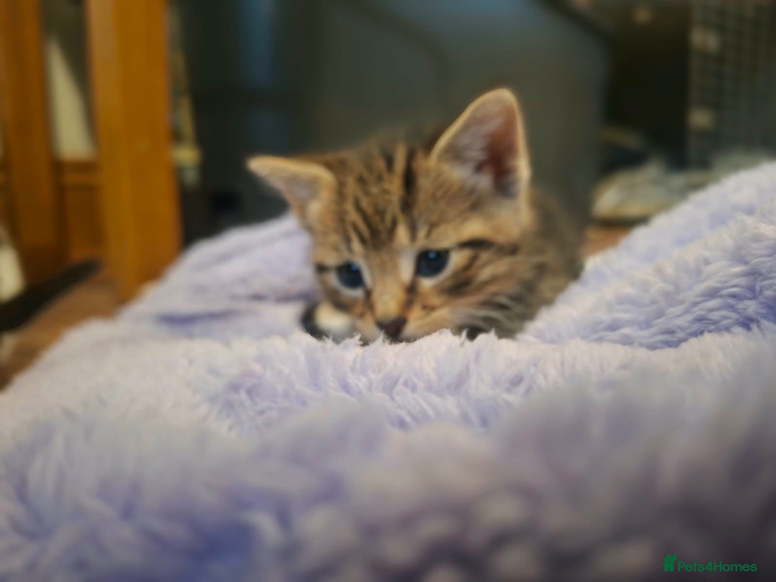 Mixed Breed cats Very friendly and used to family chaos!!  - Advert 2