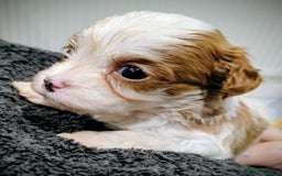 Cavapoo dogs for sale: Amazing quality cavapo litter  - Advert 6