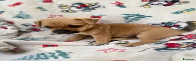 Mixed Breed 5