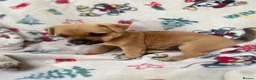 Mixed Breed dogs for sale: Jack Russell/ Yorkshire terrier puppy’s  in Pontypool - Advert 22