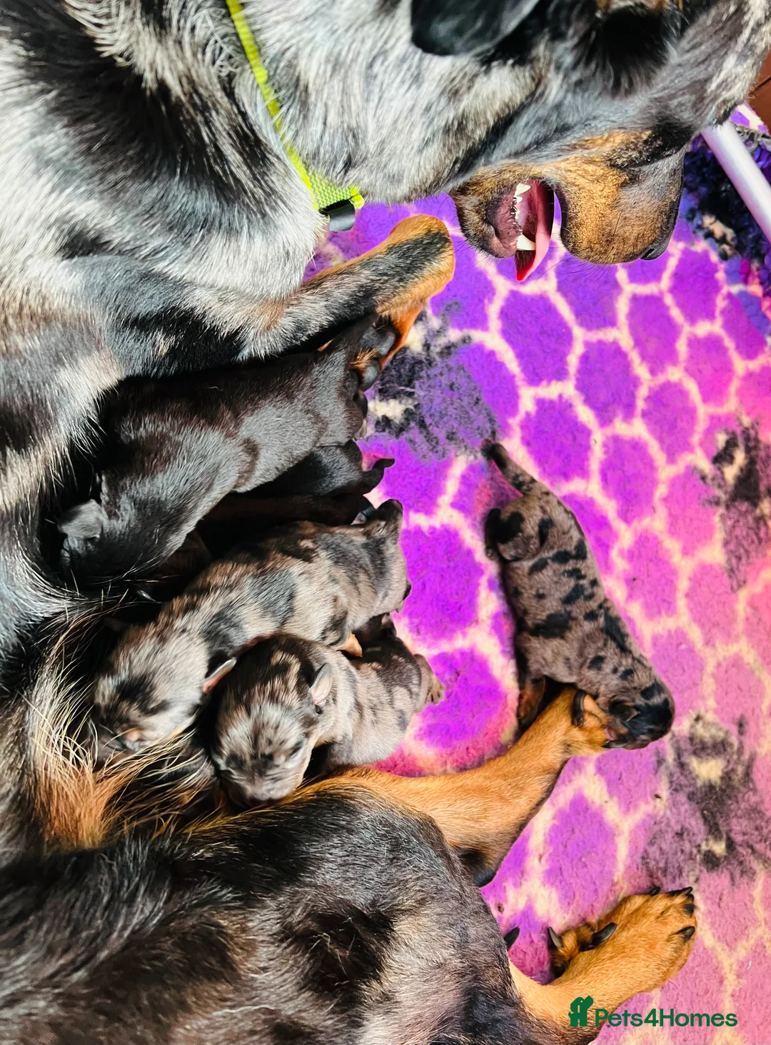 Beauceron dogs for sale: Cezarblue KC Beauceron Waitlist Summer 2026 - Advert 2