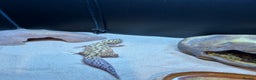 Leopard Gecko reptiles for sale: Leopard gecko and full vivarium  - Advert 9
