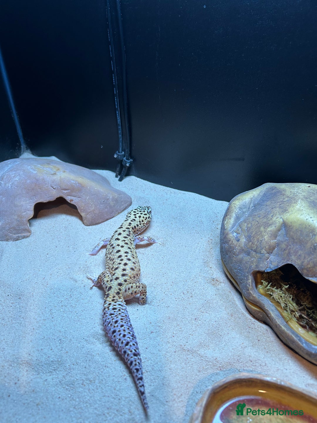 Leopard Gecko reptiles for sale: Leopard gecko and full vivarium  - Advert 9