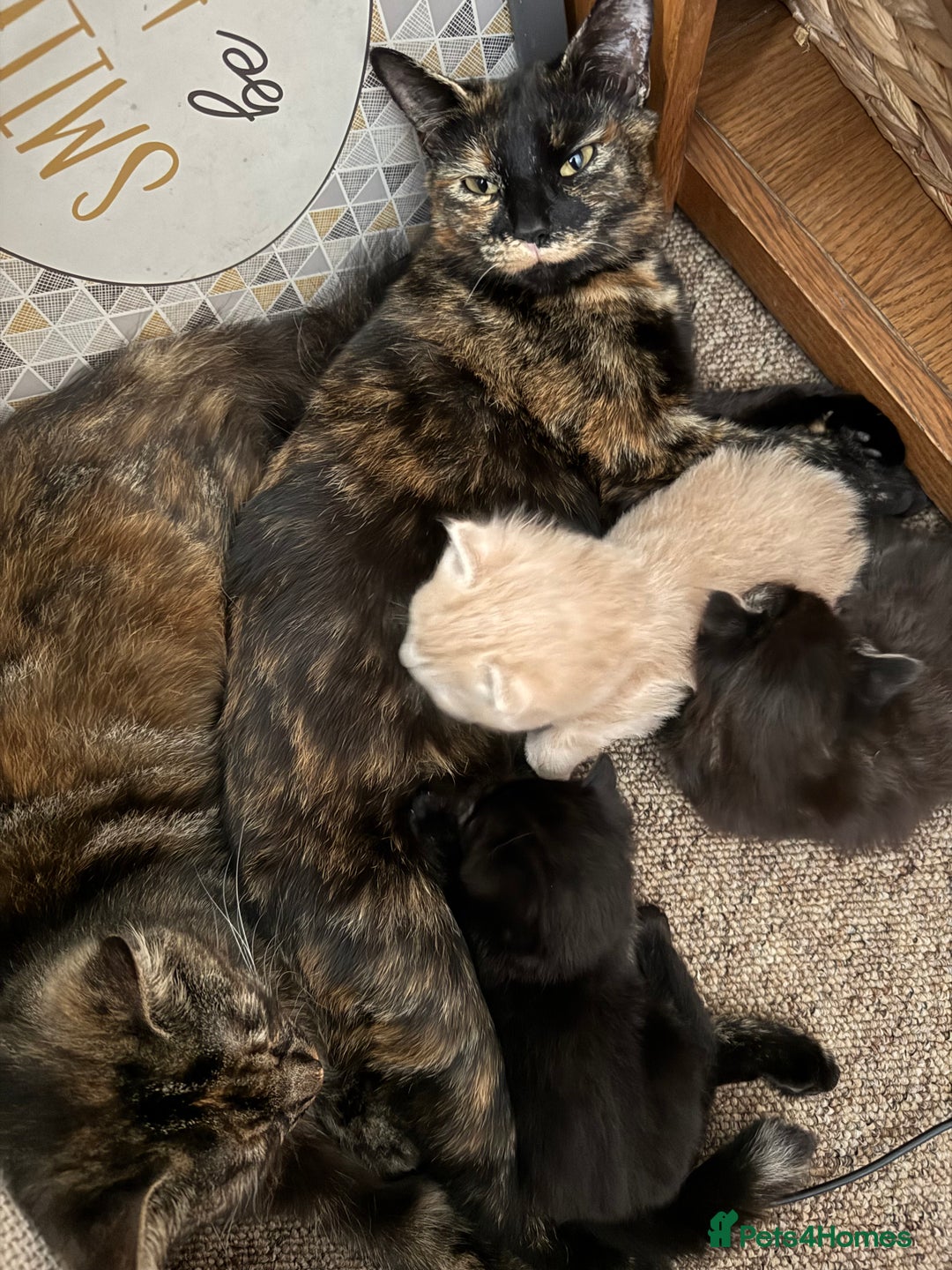 British Longhair cats for sale: Beautiful British longhair kittens - Image 11