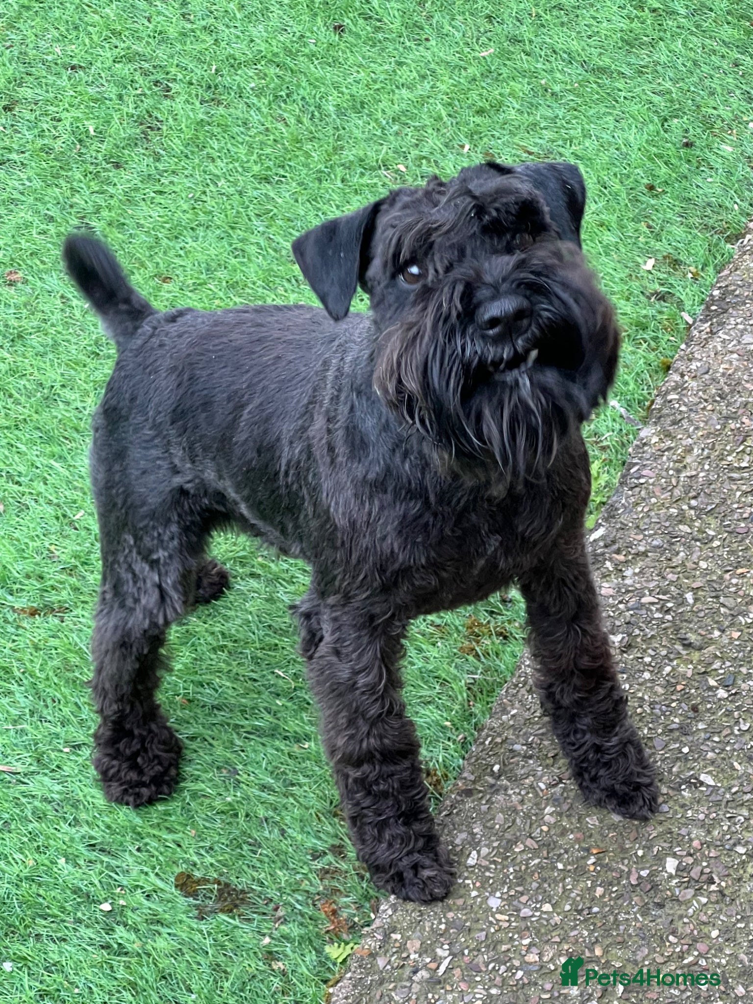Miniature Schnauzer dogs for sale: KC reg miniature schnauzer adult boy  - Advert 6