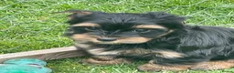 Yorkshire Terrier dogs for sale: York Terrier ,Black Tan - Advert 21