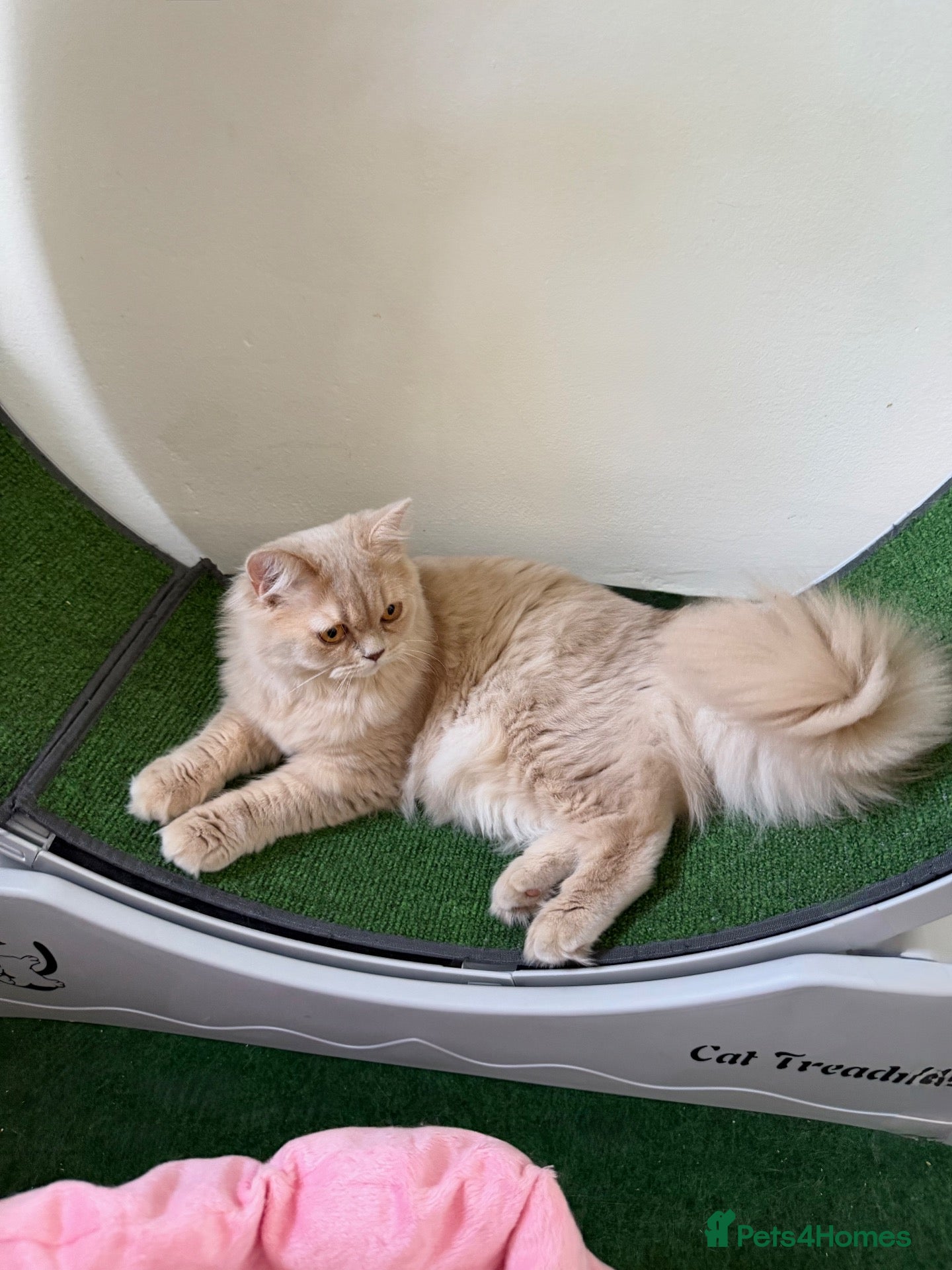 British Longhair cats ⭐️GCCF BLH Golden Lilac Girl💝 - Advert 1