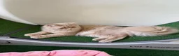British Longhair cats for sale: ⭐️GCCF BLH Golden Lilac Girl💝 - Advert 5