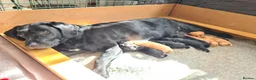 Labrador Retriever dogs for sale: Beautiful Labrador Puppies!  - Advert 11