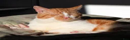 Mixed Breed cats for adoption: SANDI - Advert 5