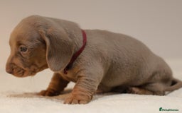 Miniature Dachshund dogs for sale: 5StarsLicensed+KC+PRAClear+VetChecked - Image 17