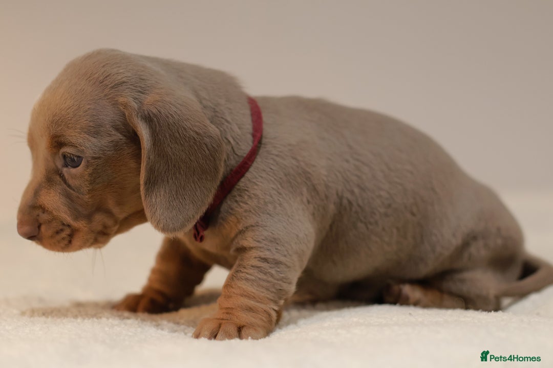 Miniature Dachshund dogs for sale: 5StarsLicensed+KC+PRAClear+VetChecked - Image 17