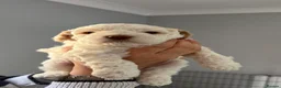 Lagotto Romagnolo dogs for sale: Italian water dog /lagotto romagnolo  - Advert 6