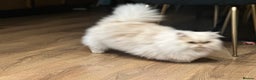 Munchkin cats for sale: Munchkin Persian male cat - Advert 3