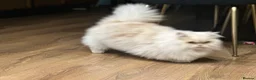 Munchkin cats for sale: Munchkin Persian male cat - Advert 3