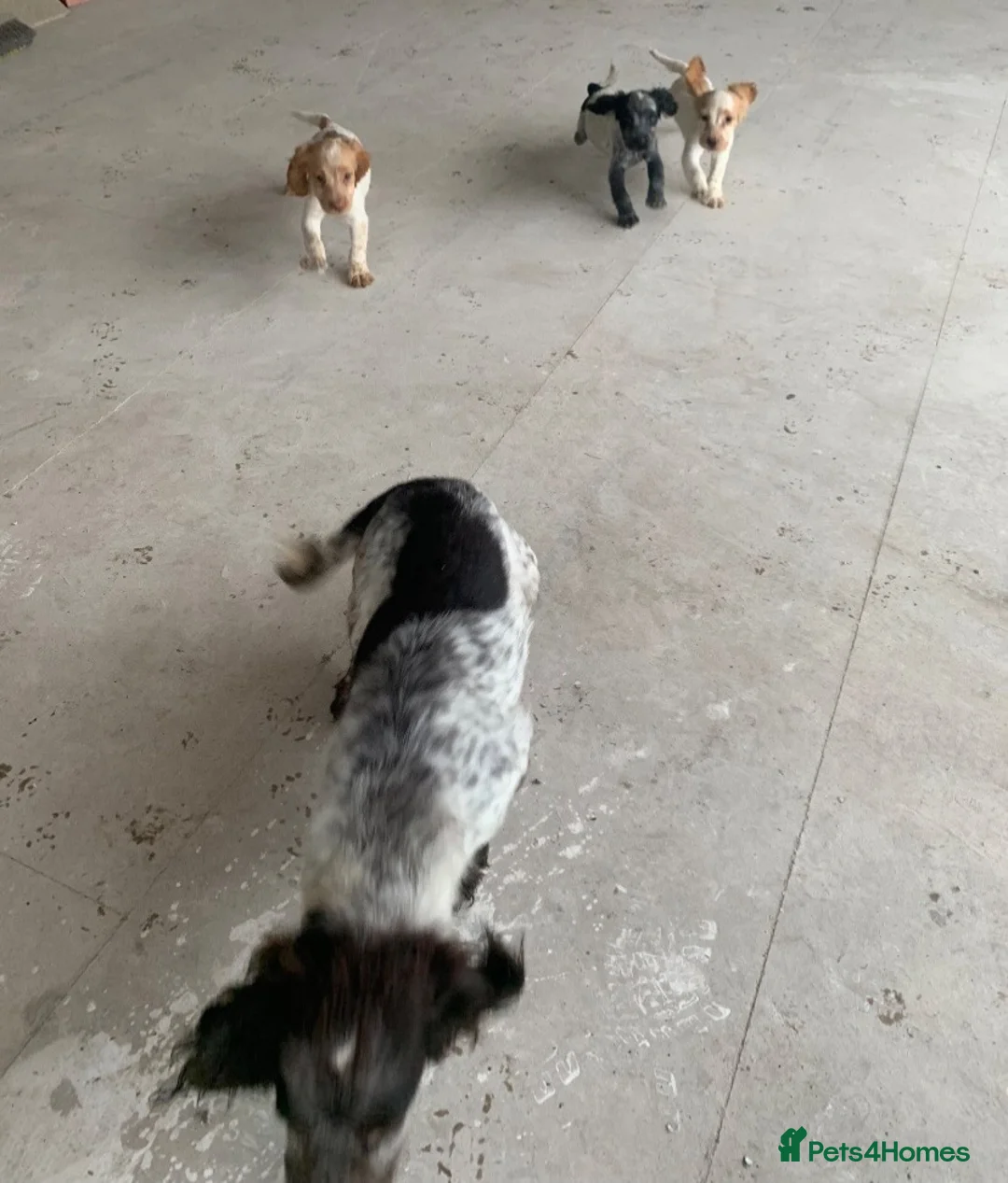 Cocker Spaniel dogs for sale: Beautiful Roan pups  - Advert 24