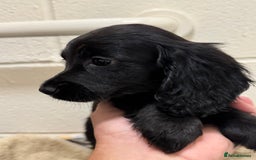 Cocker Spaniel dogs for sale: Beautiful cocker spaniels puppies for sale - Image 2