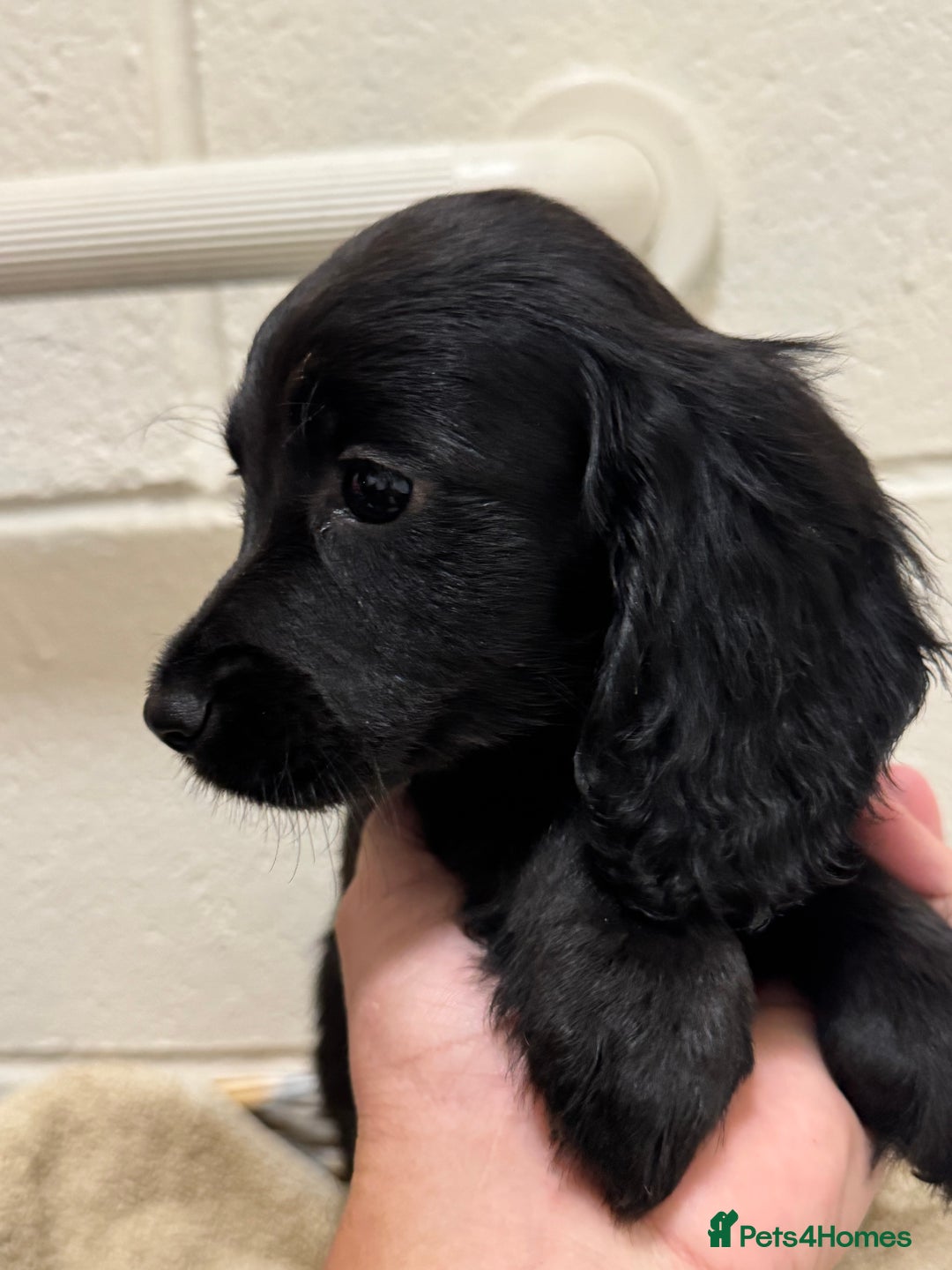 Cocker Spaniel dogs for sale: Beautiful cocker spaniels puppies for sale - Image 2