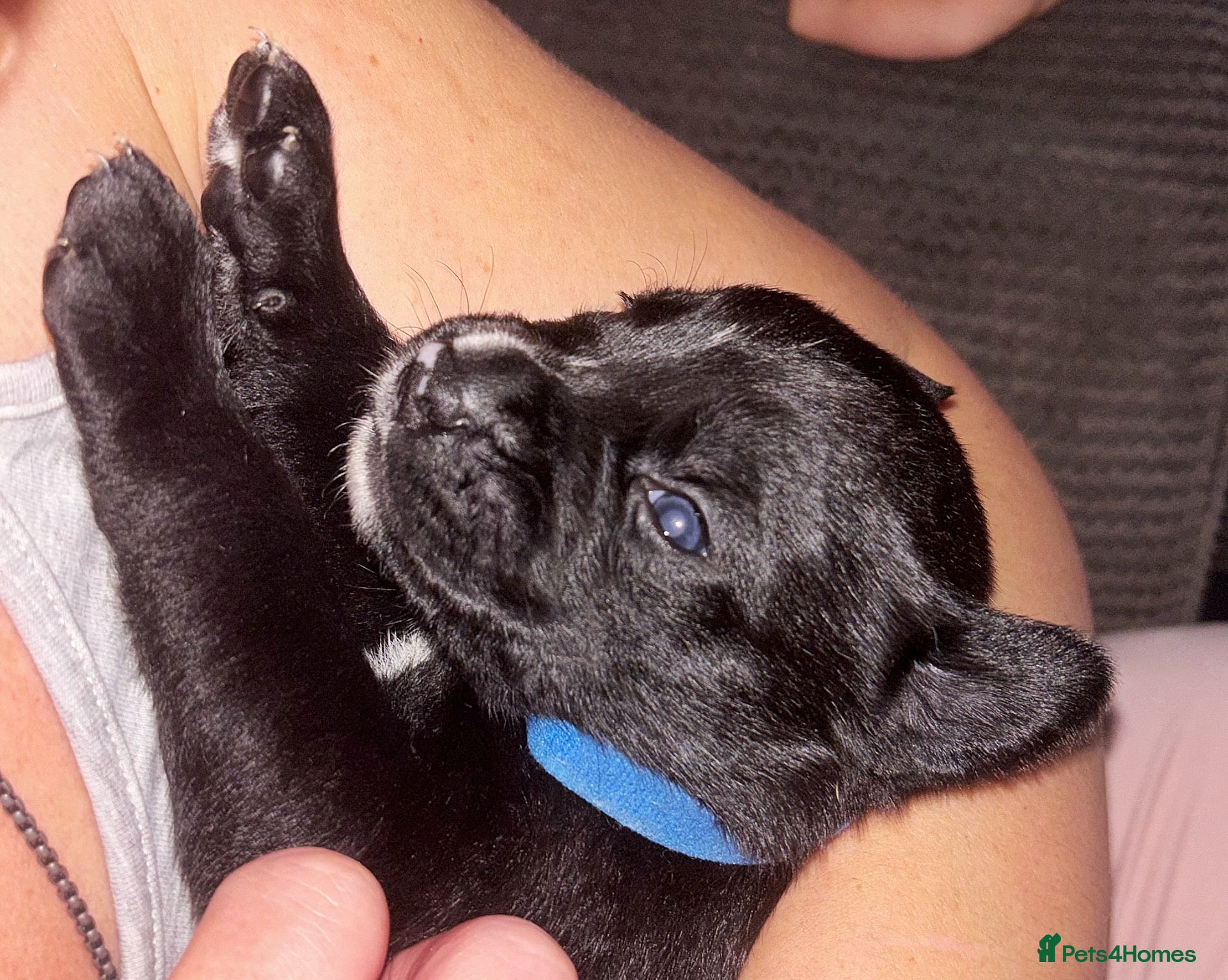 Mixed Breed dogs for sale: BEAUTIFUL BOXER X AMERICAN BULLDOG PUPPIES - Advert 2