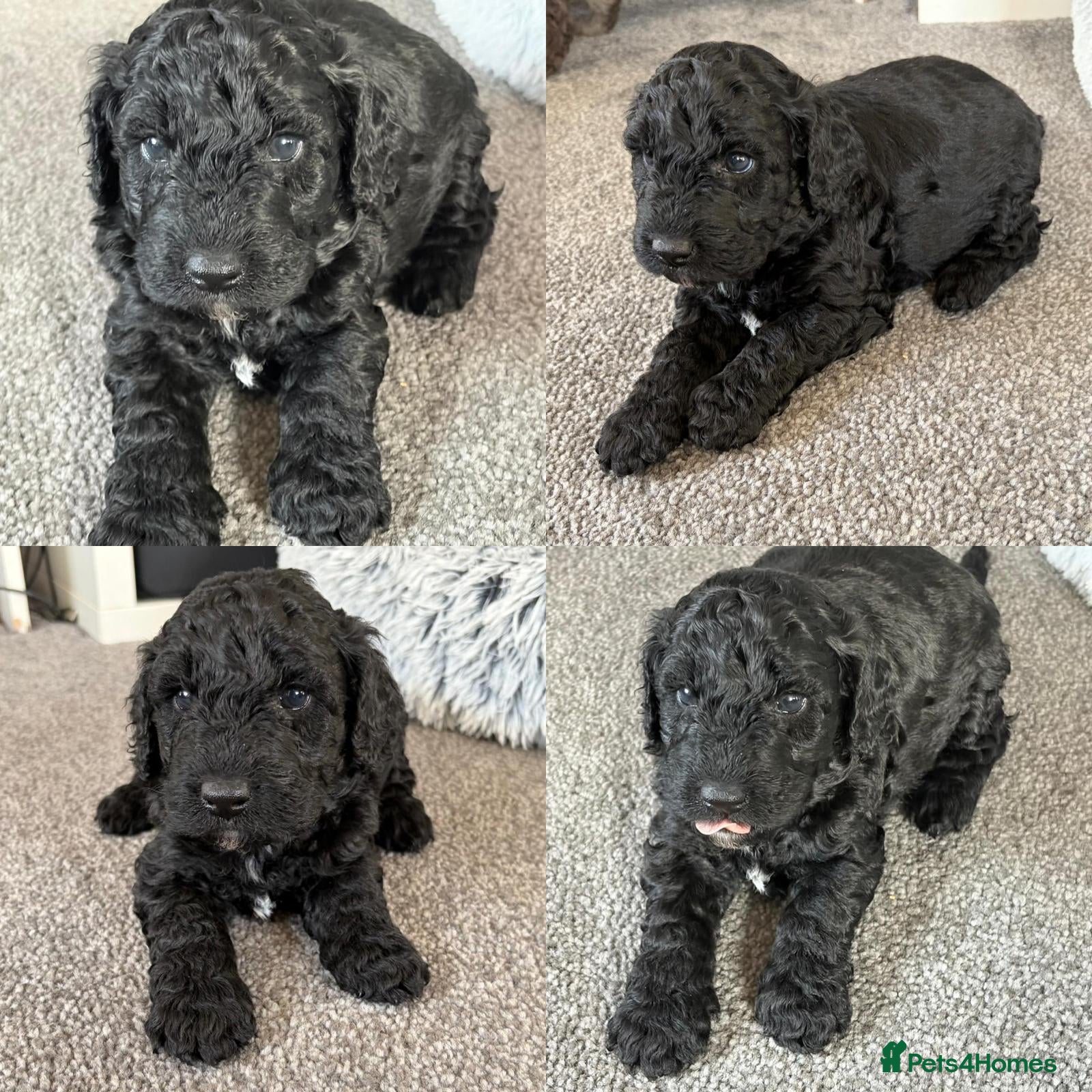 Cockapoo dogs 🐶Ready to leave this weekend!!Two boys left!!😍 - Advert 16